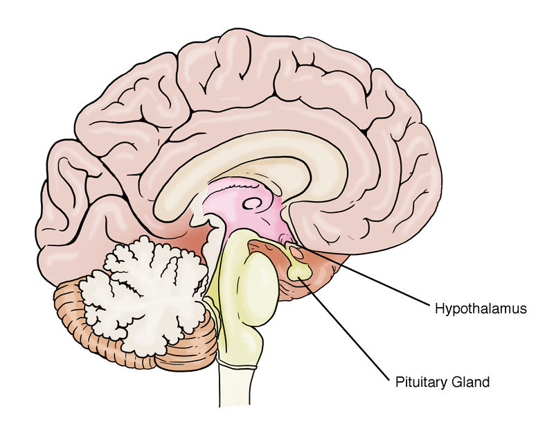 Human Biology Fig Location Of Hypothalamus And Pituitary Gland English Labels